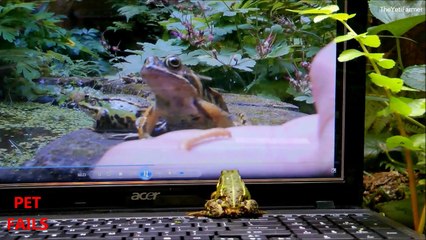 Funny CATS vs COMPUTERS - Compilation 2014