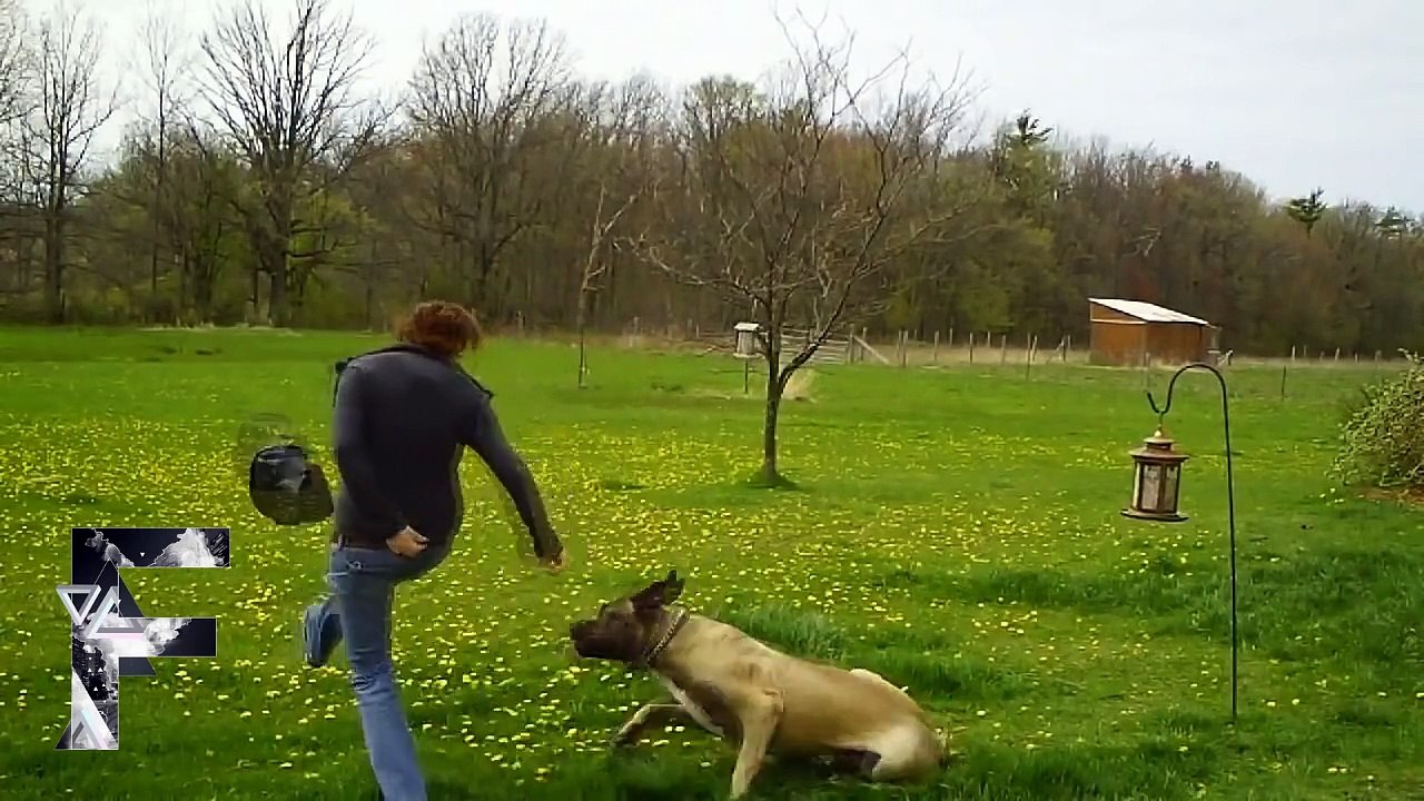 Animals Can Be Jerks - Supercut Compilation 2013!