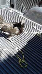 Gallinas Mel Sims, Vendo, 3000, Toluca.