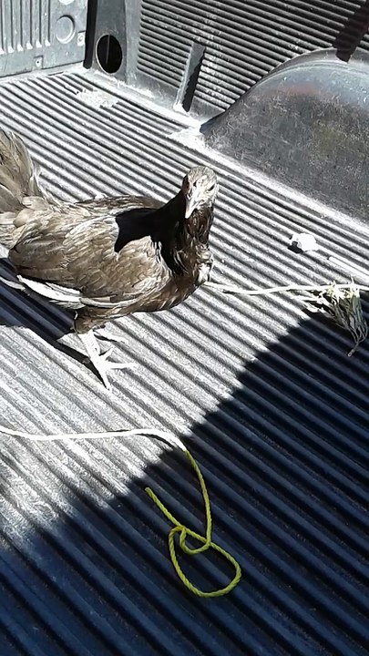 Gallinas Mel Sims, Vendo, 3000, Toluca.