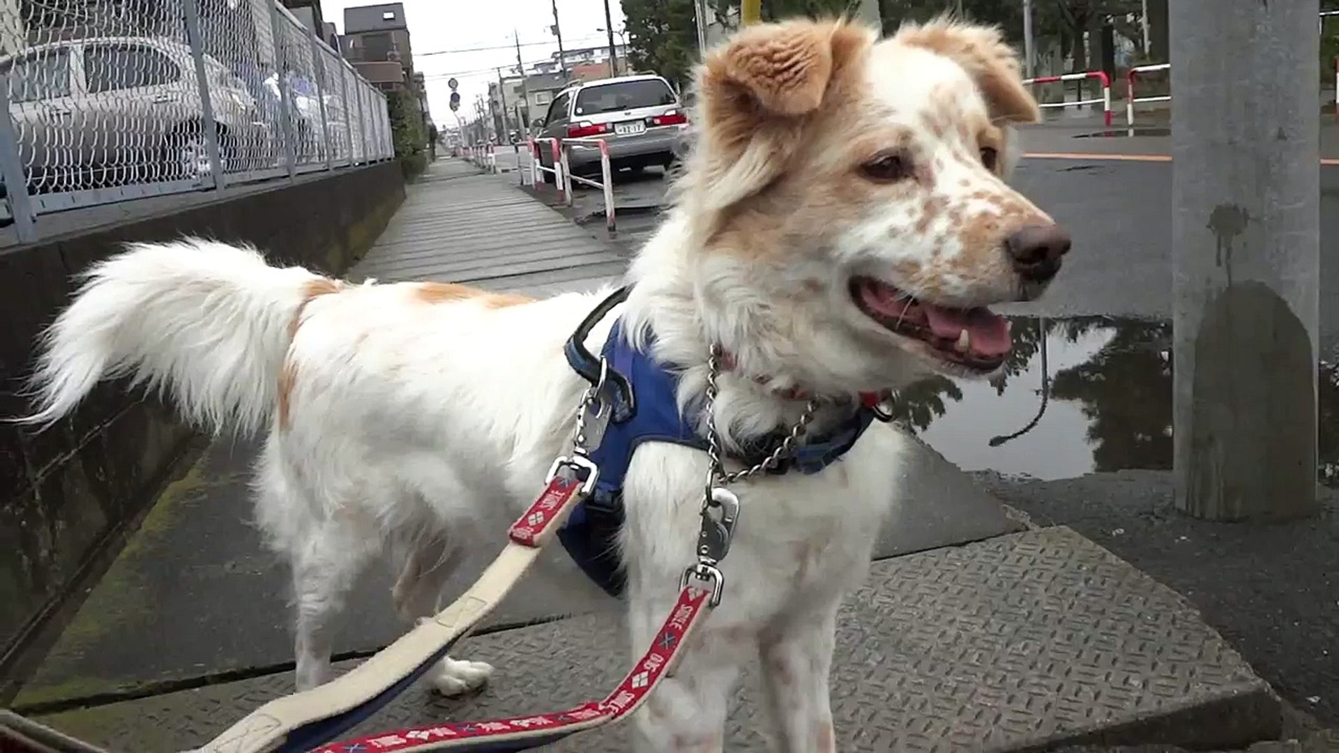 GUNDOG RESCUE CACI　MIX犬　バギー