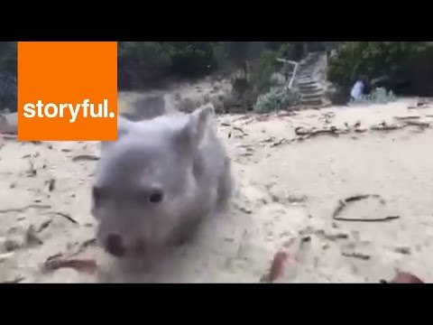 Orphaned Baby Wombat Derrick Loving Life on Tasmanian Island