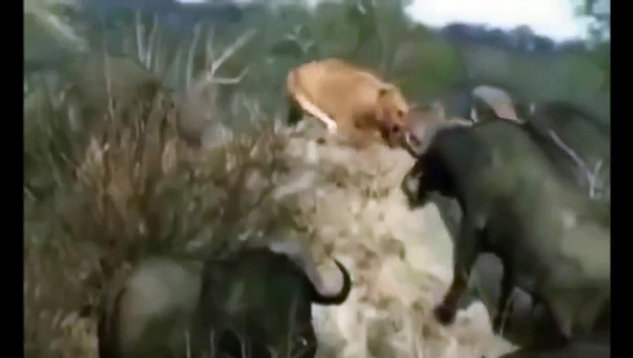 Animal Fight: Group Buffalo vs Lion || Fight to Death