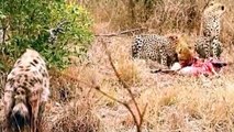 Lion Vs Hyena, Cheetah Vs Hyena , Leopard vs Hyena Real | Fight compilation - Animal Attack