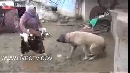 Dog (Bitch)milking To Goat babies.