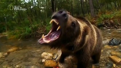 Giant Anaconda vs crocodile ☆ Animals Attack