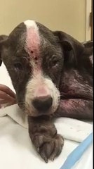 Après avoir été maltraîtée et abandonnée près d'une benne à ordures, cette jeune chienne est "chanceuse d'être encore en vie".
