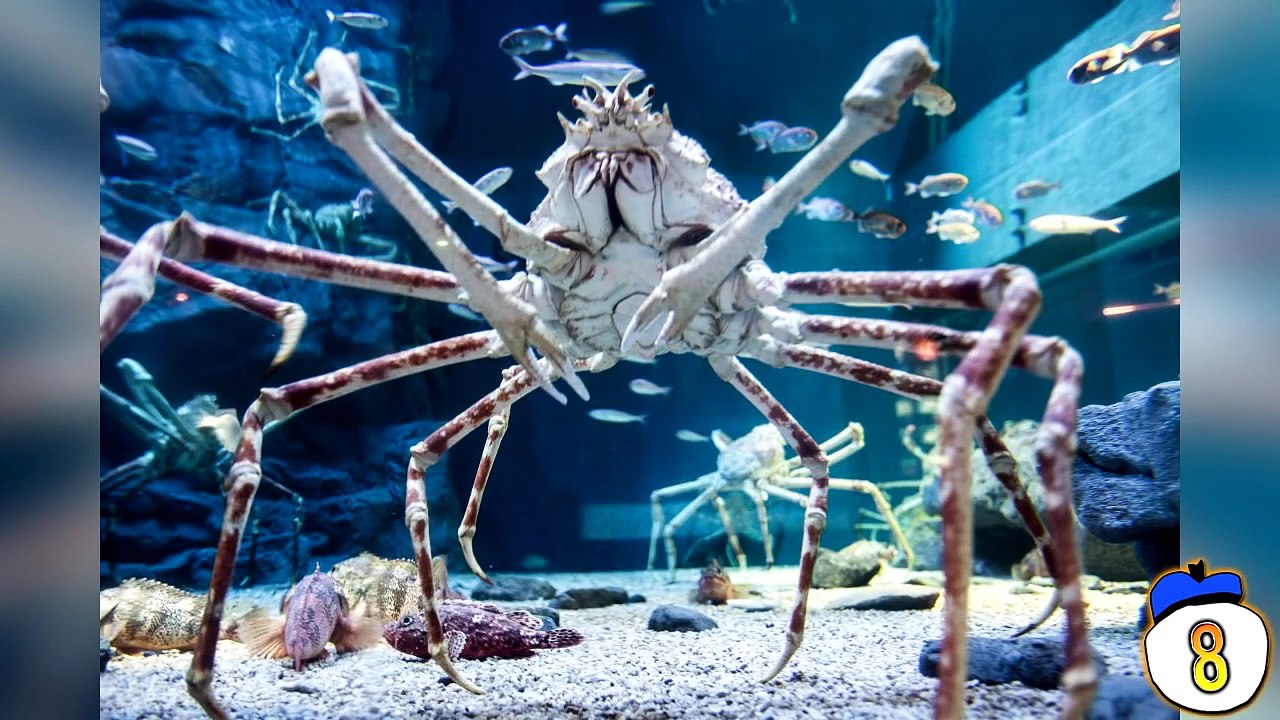 10 Giant Animals You Wont Believe Exist