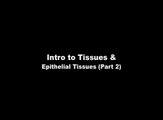 Introduction to Tissues and Epithelial Tissues - Part 2