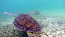 GoPro: Turtles, Stingrays & Sunrays
