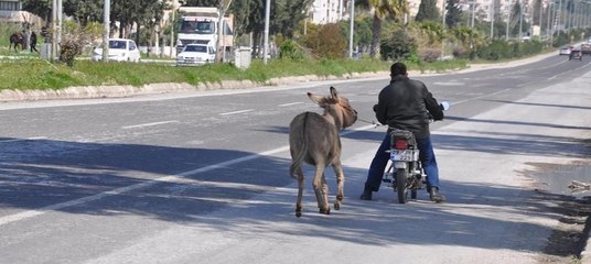 Eşeğe motosikletli eziyet... Kimse engel olmadı