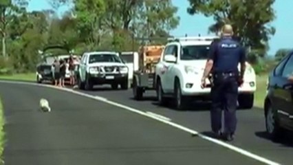 Police escort koala from Australian highway