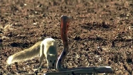 Mongoose Attack Cobra Snake incredible Fighting Video