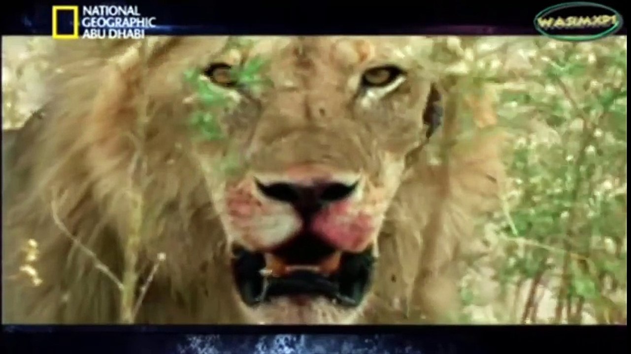 Buffalo Kills Lion