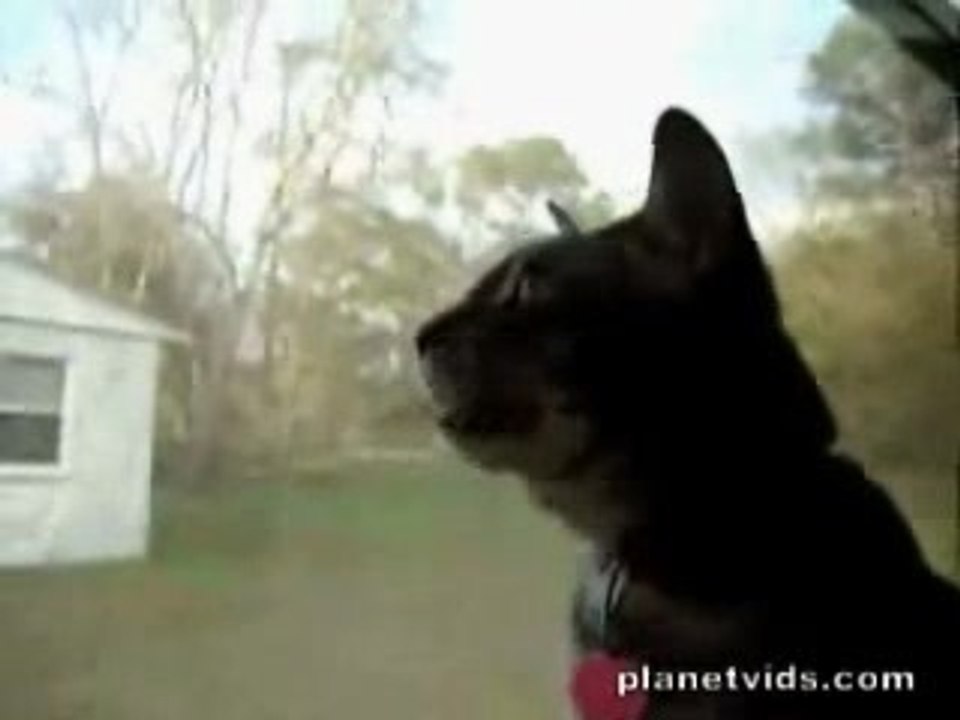 Concerto pour des chats