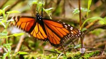 Mariposa monarca: vivir para migrar
