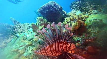 Plongee Guadeloupe et aux Saintes  gopro3