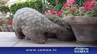 Excitement as pangolin is sighted in Karachi