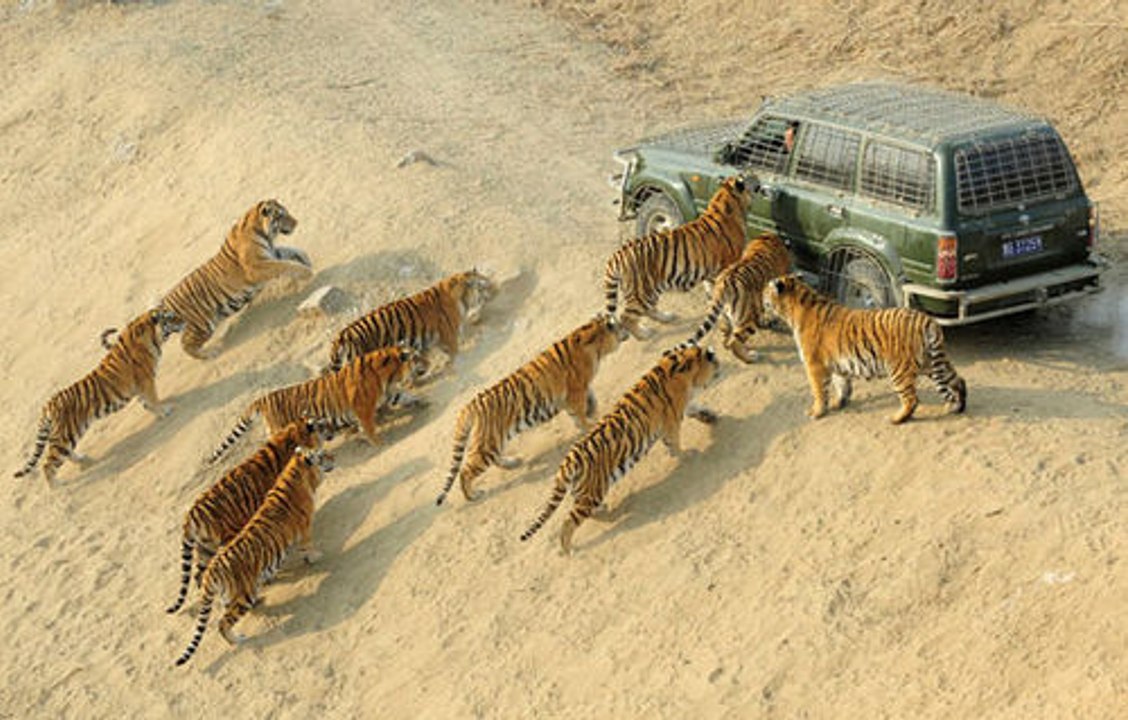 Many lion attack a jeep watch n share