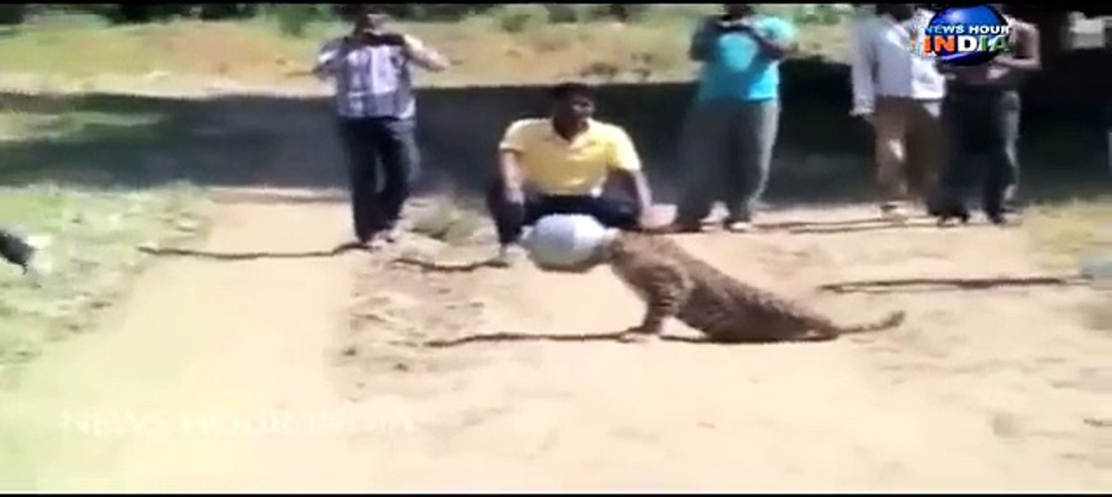 Tiger Face Into Pot