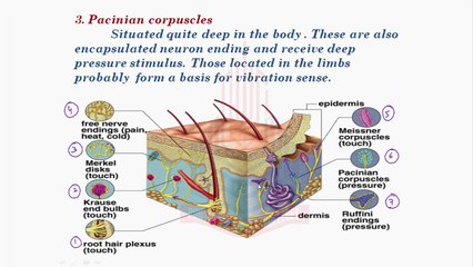 Working of Sensory Receptors with special reference to skin