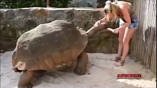 giant tortoise feeding time