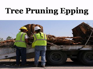 Tree Pruning Epping