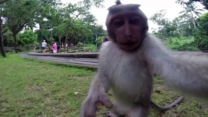 Mono simpático se saca un selfie que da la vuelta al mundo