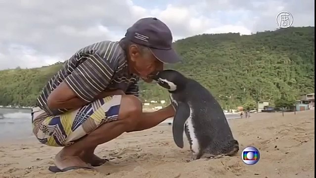 Бразилец спас пингвина и теперь он приплывает каждый год