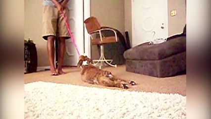 Un chien flemmard ne veut pas aller à la promenade