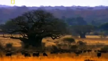 Lion's Fight To The DEATH - Africa's Dry Savannah - Wildlife Documentary