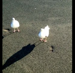 A seagull dances on cue