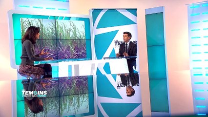 La Réunion, 1er producteur européenn de sucre de canne - LTOM