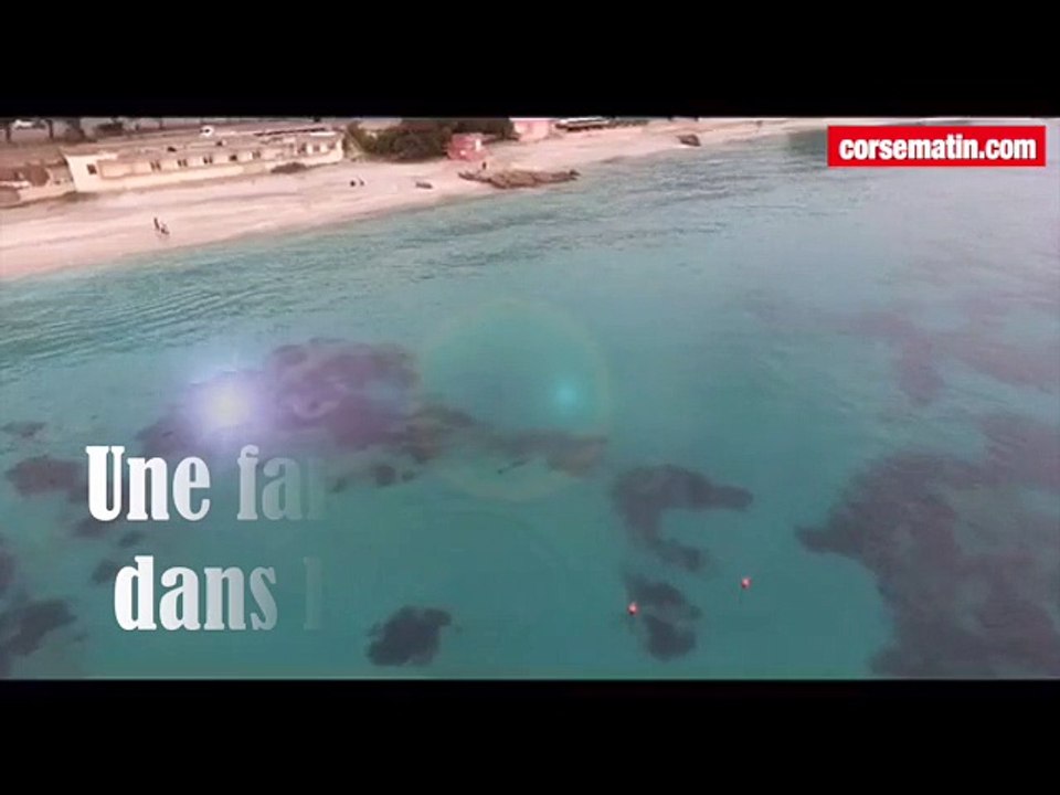 Les dauphins devant Marinella