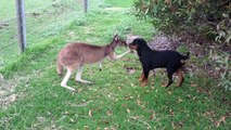 Un kangourou et un chien deviennent meilleurs amis du monde