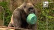 These Gorillas go hunting for Easter Eggs
