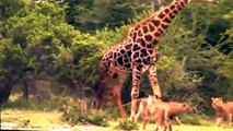 Most Amazing Lion vs Giraffe - Shocking Lion Kills Giraffe Bloody Fight