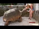 giant tortoise feeding time