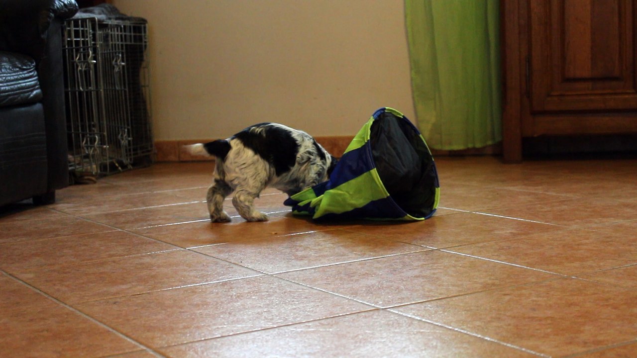 Manolito, 5 semaines