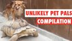 Unlikely Pet Pals || Funny Pet Compilation