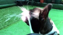French Bulldog Against hose