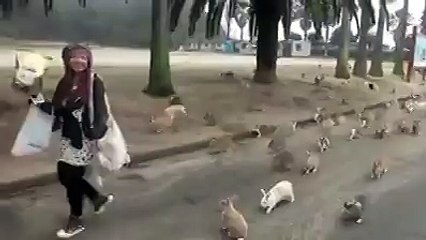 C.A-Tavşanların Meleği