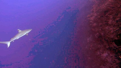 Blacktip Reef Sharks in Belize