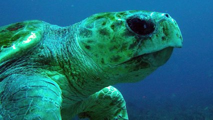 World's Best Diving & Resorts: Jupiter Dive Center