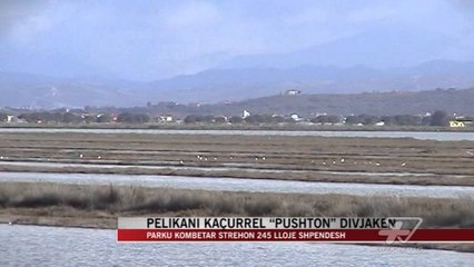 Pelikani kaçurrel “pushton” Divjakën - News, Lajme - Vizion Plus