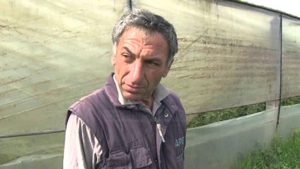 Dëmtime masive në serat e Lushnjes - Top Channel Albania - News - Lajme