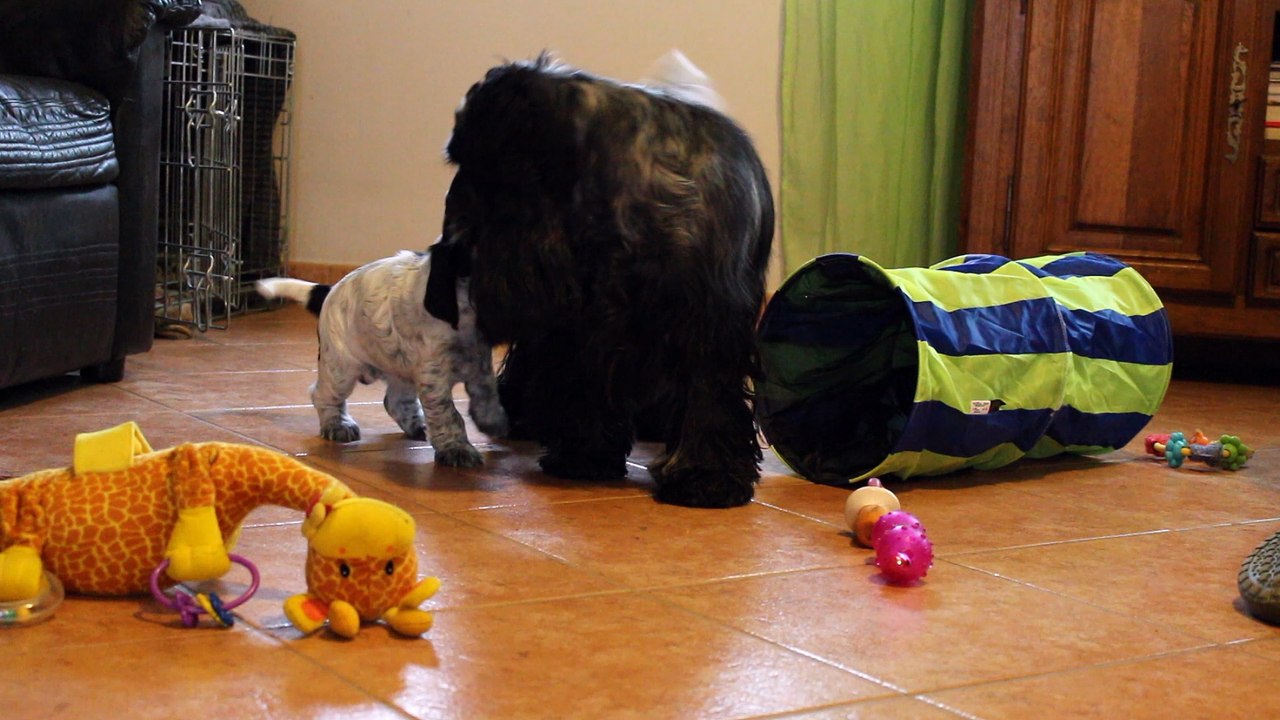 Manolita, 5 semaines