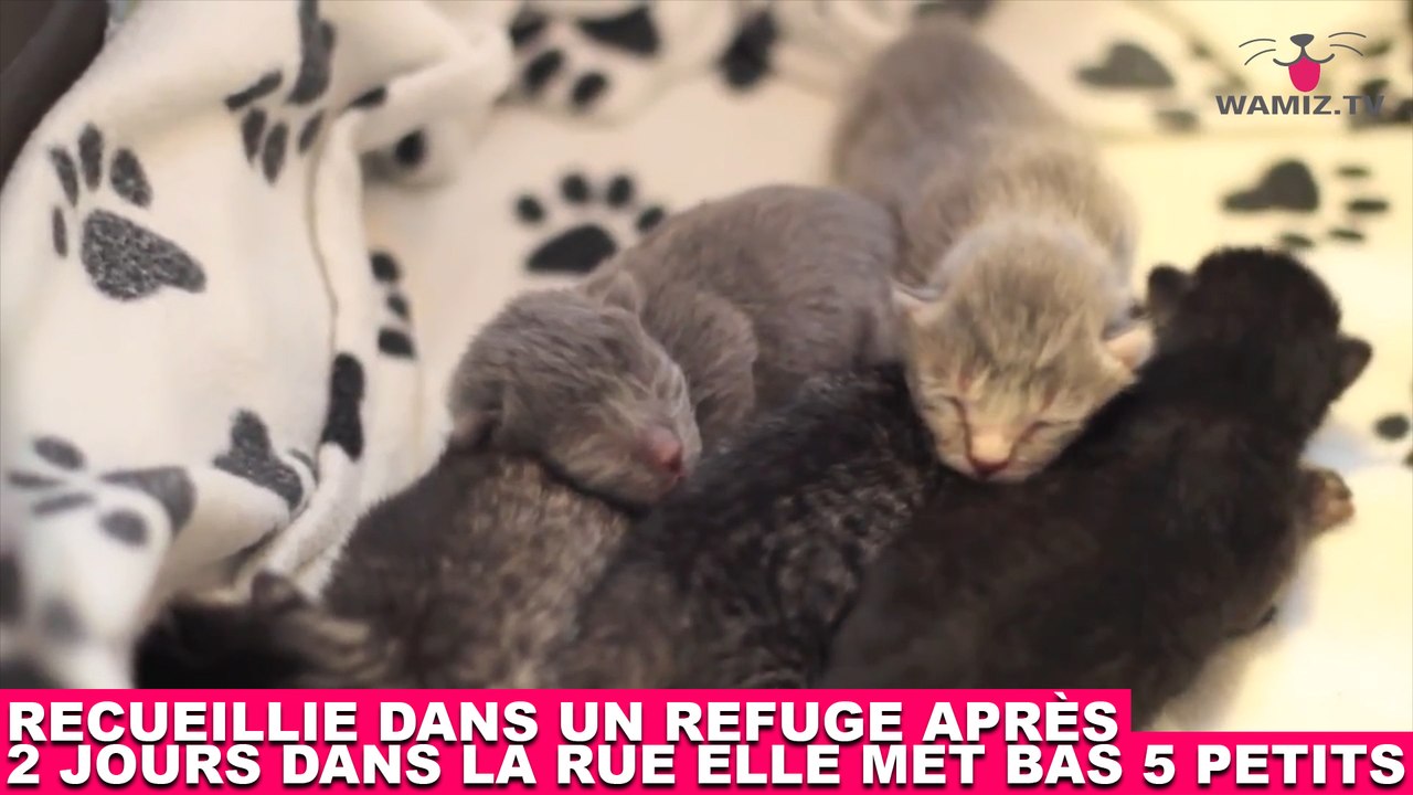Recueillie dans un refuge après 2 jours dans la rue, elle met bas 5 petits ! Tout de suite dans la minute chat #172