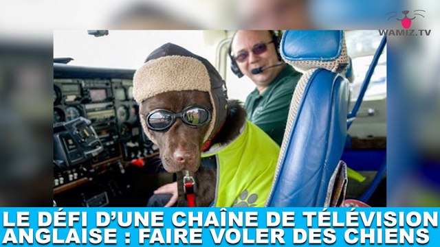 Le défi d'une chaîne de télévision anglaise : faire voler des chiens ! Plus d'infos dans la minute chien #172