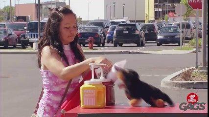 Puppy Steals Hot Dogs